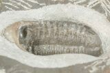 Ventral Austerops Trilobite - Jorf, Morocco #204489-3